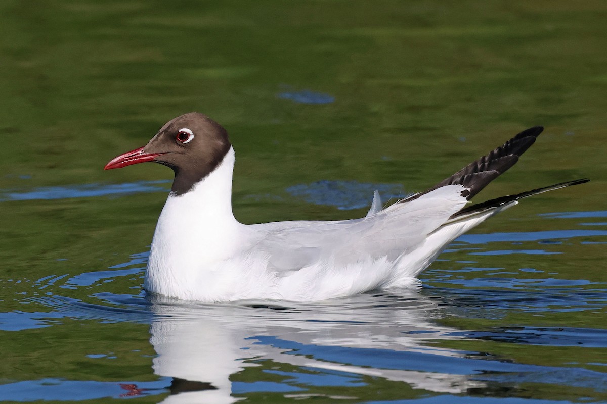 ユリカモメ - ML645771345