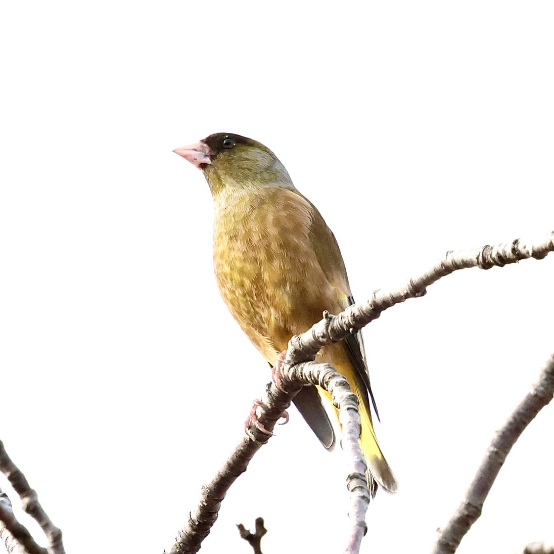 カワラヒワ - ML645771346