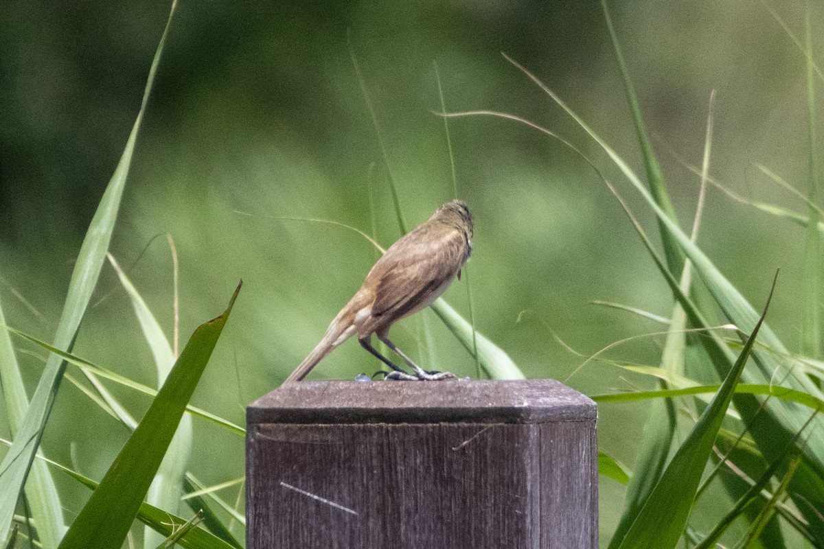 オオヨシキリ - ML645771348