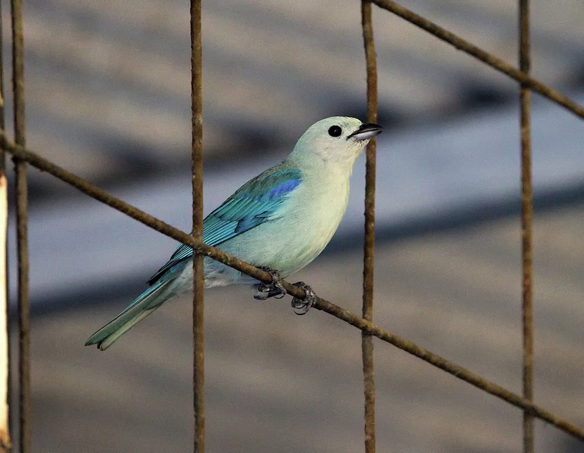 ソライロフウキンチョウ - ML645771349