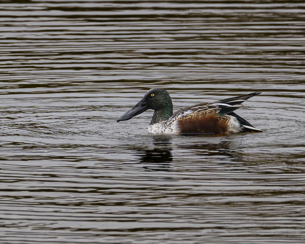 ハシビロガモ - ML645771350