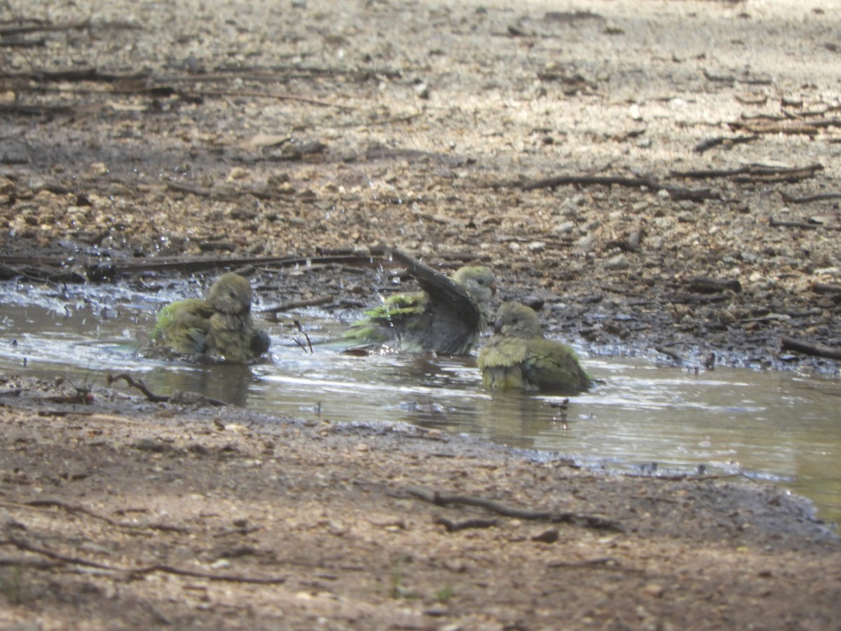 ビセイインコ - ML645771351