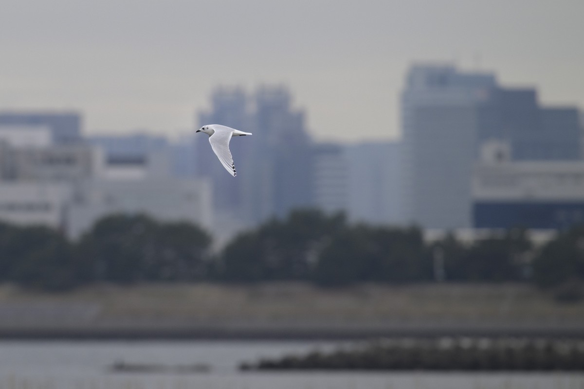 ズグロカモメ - ML645771352