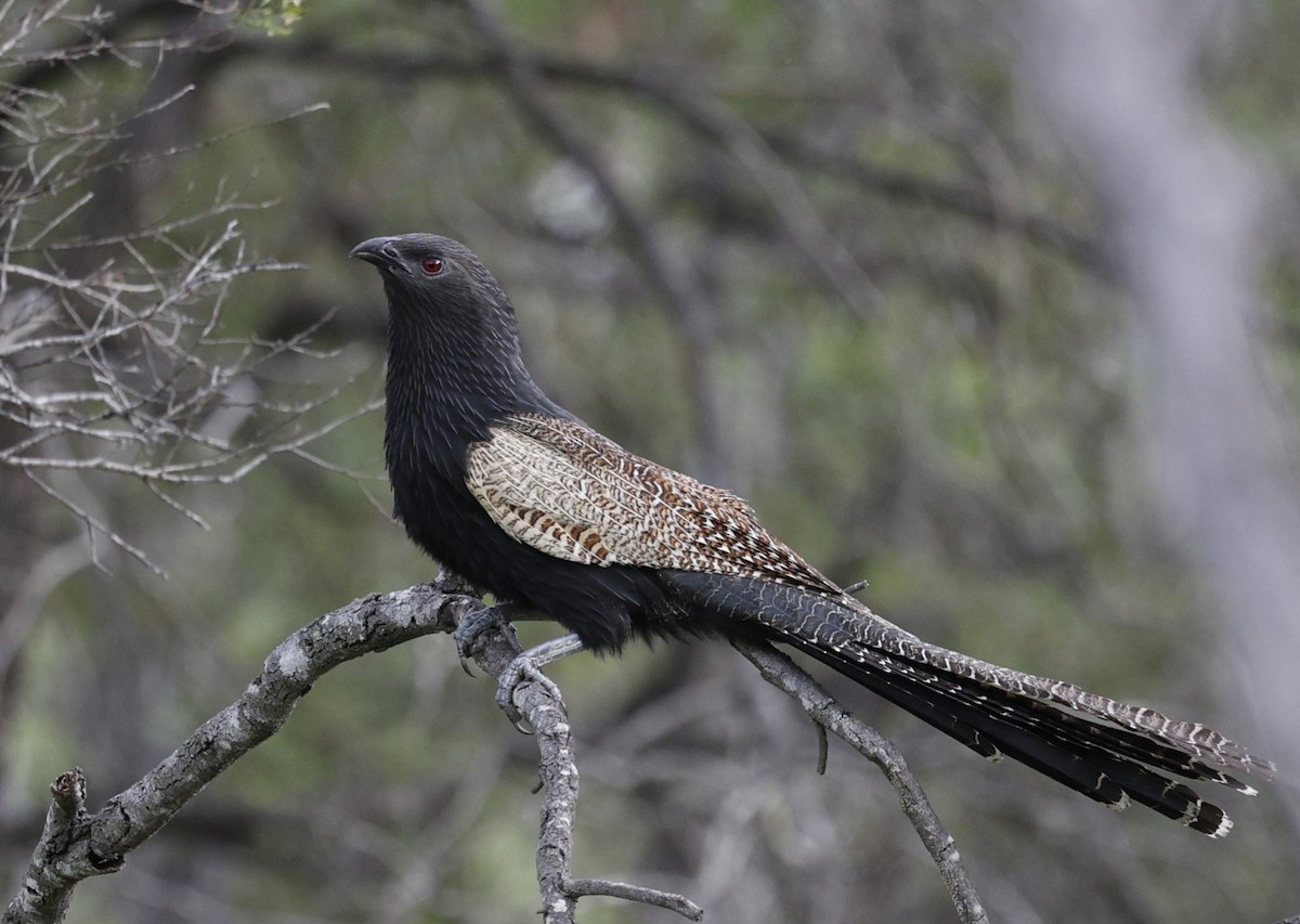 キジバンケン - ML645771353