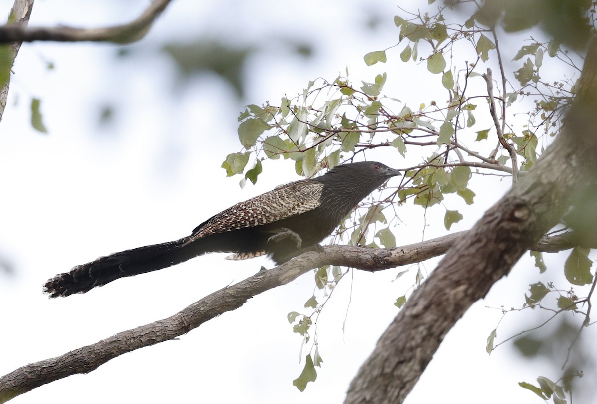 キジバンケン - ML645771354