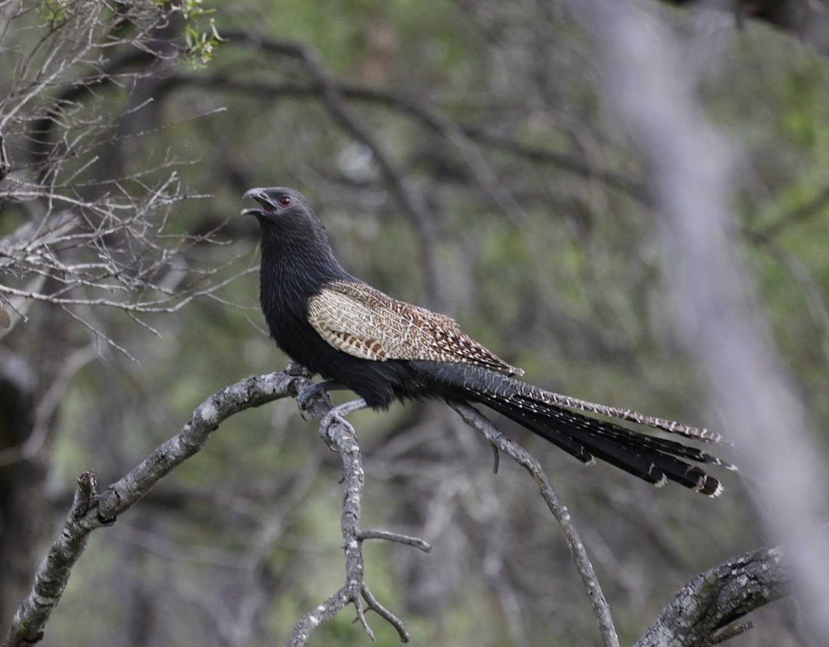 キジバンケン - ML645771355