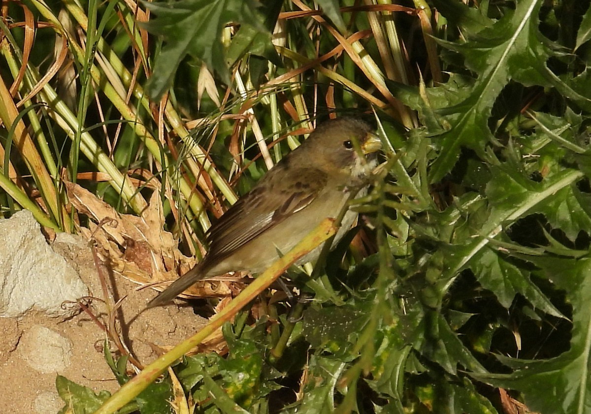 フタスジヒメウソ - ML645771364