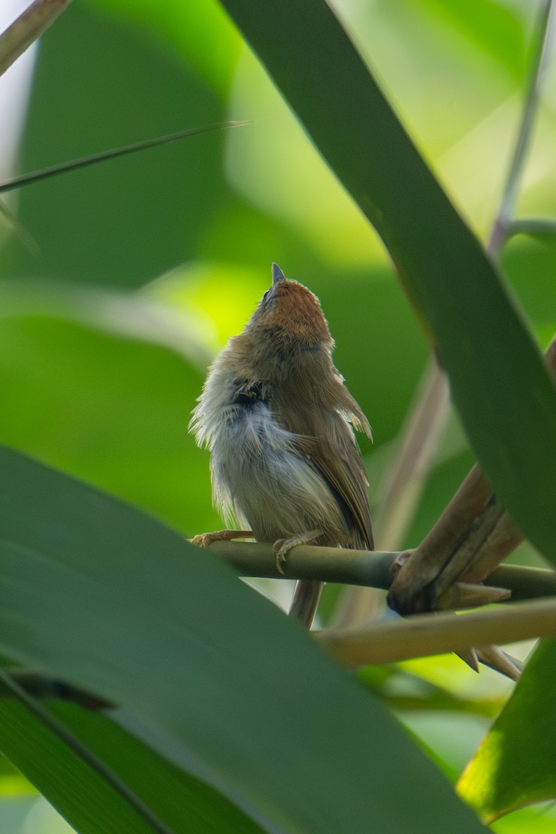 Rufous-fronted Babbler - ML645771365