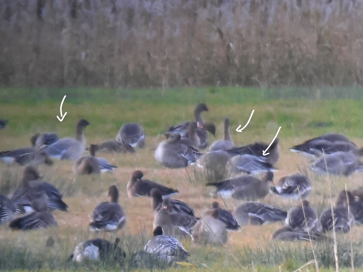 Kurzschnabelgans - ML645771367