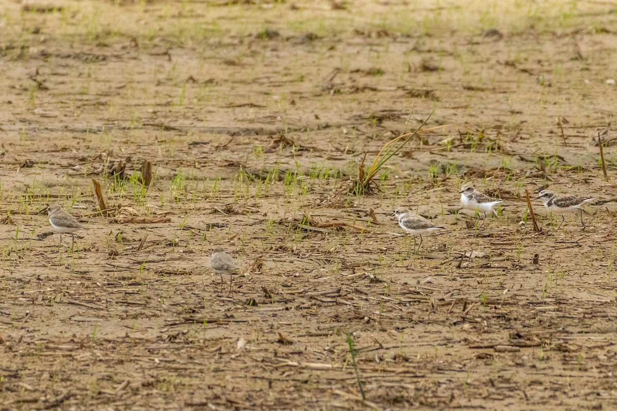 Seeregenpfeifer - ML645771368