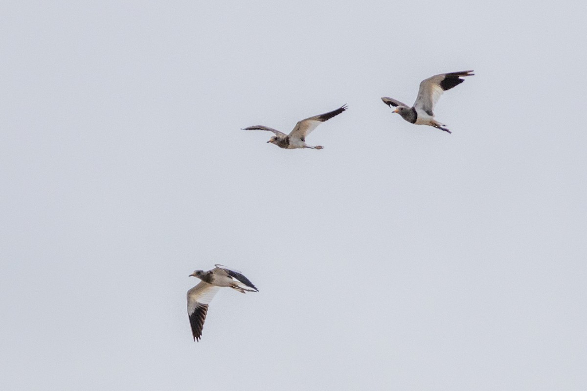 Graukopfkiebitz - ML645771369