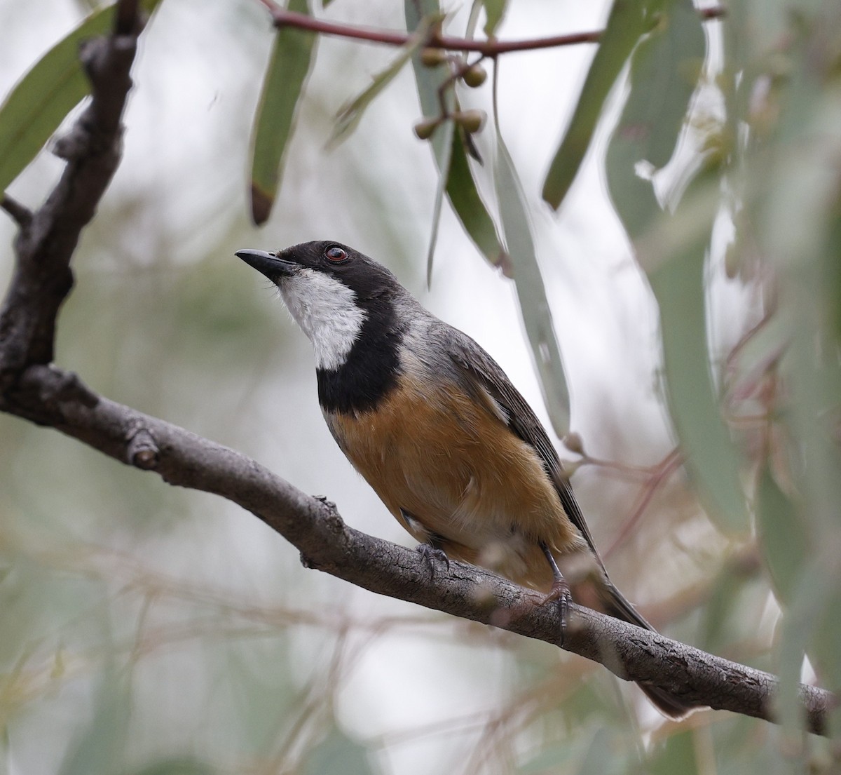 Schlichtmantel-Dickkopf - ML645771370