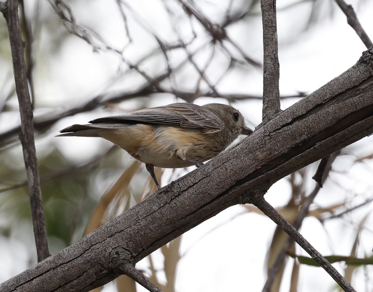 Schlichtmantel-Dickkopf - ML645771371