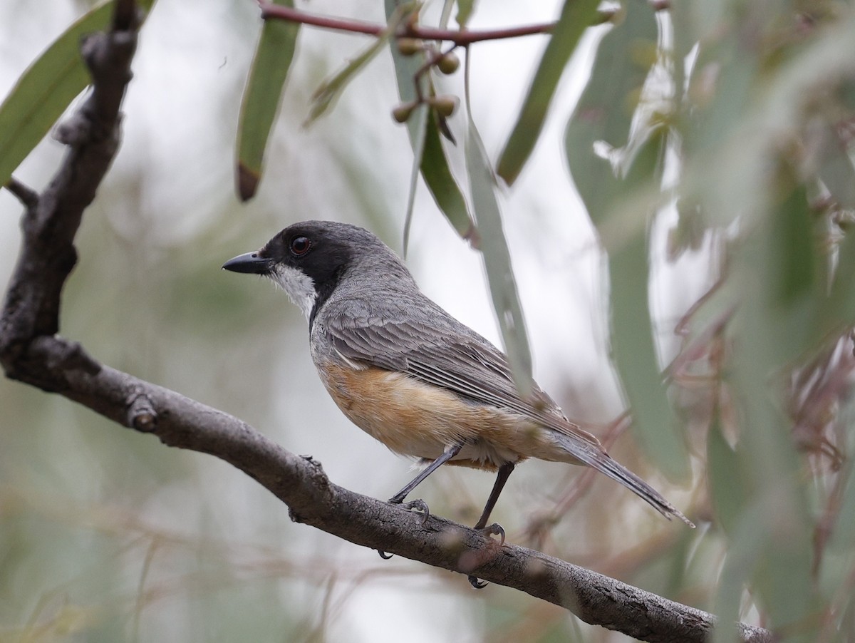 Schlichtmantel-Dickkopf - ML645771372