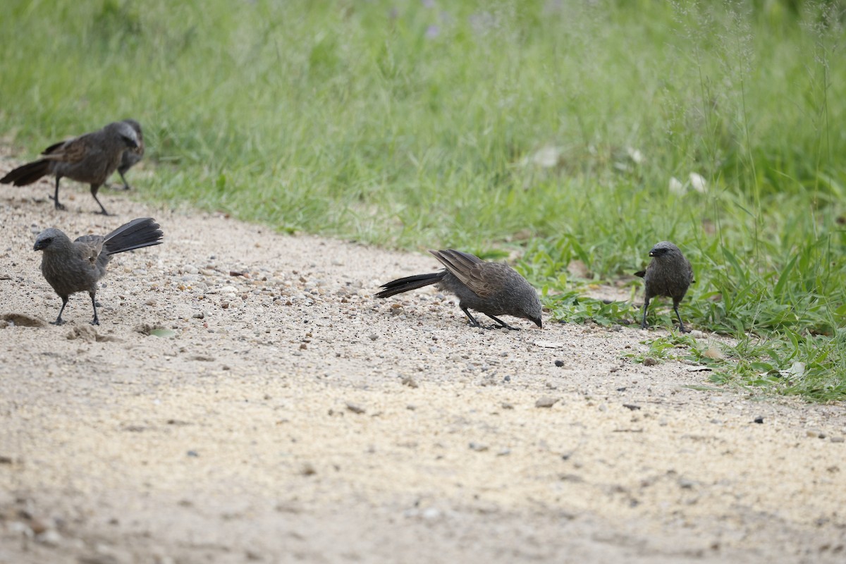 Aposteltöpferkrähe - ML645771374