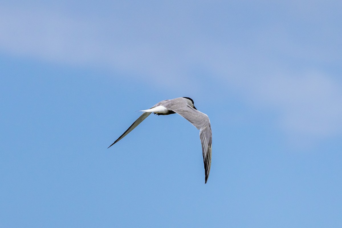 Weißbart-Seeschwalbe - ML645771376