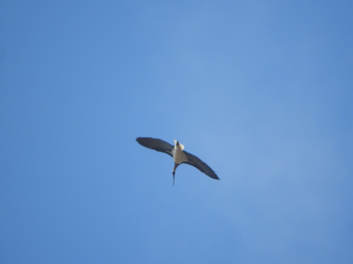 Stachelibis - ML645771378