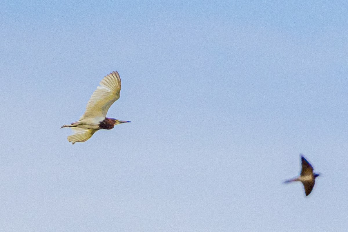 Bacchusreiher - ML645771380