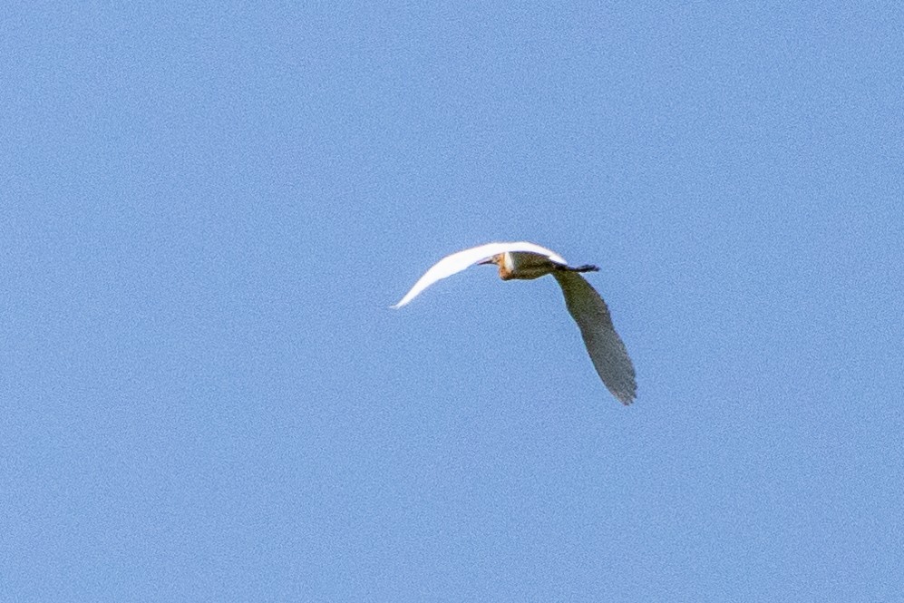 Koromandelkuhreiher - ML645771384