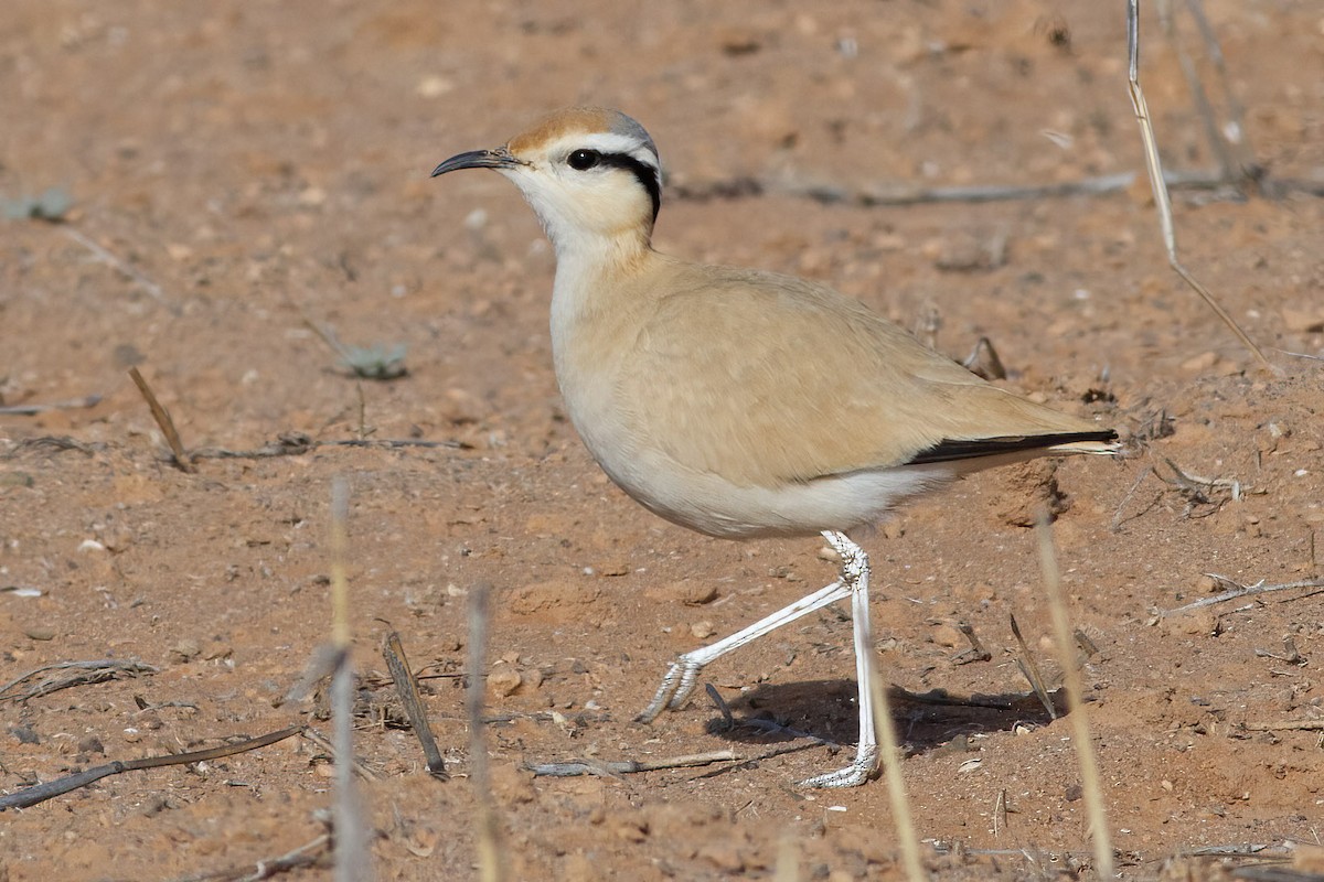 ørkenløper - ML645771385