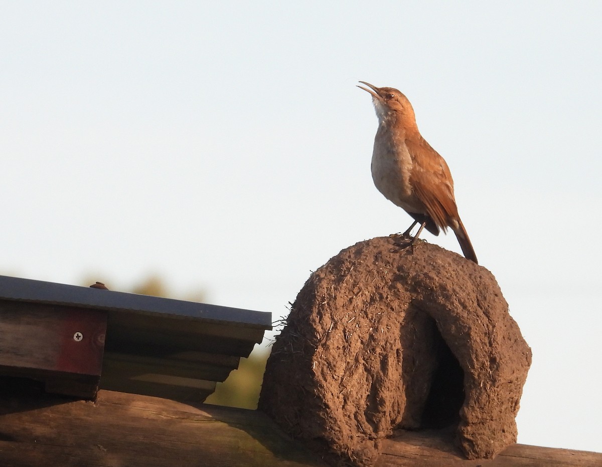 Rufous Hornero - ML645771386