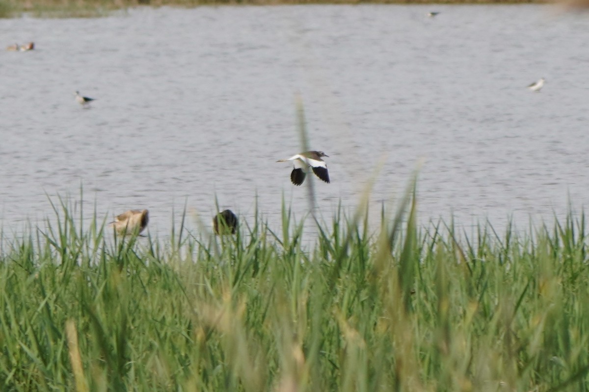 White-tailed Lapwing - ML645771387