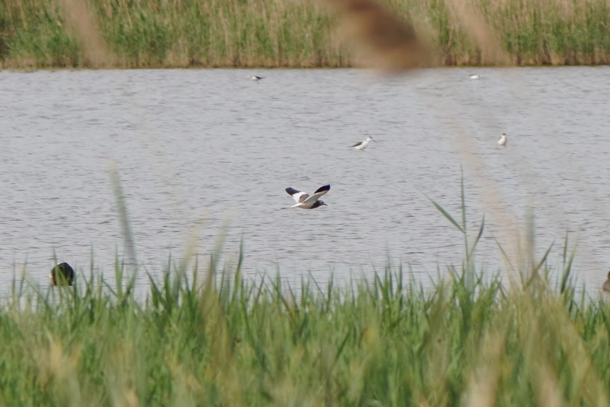 White-tailed Lapwing - ML645771392