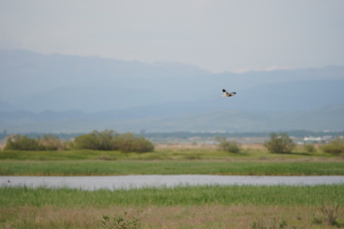 White-tailed Lapwing - ML645771393