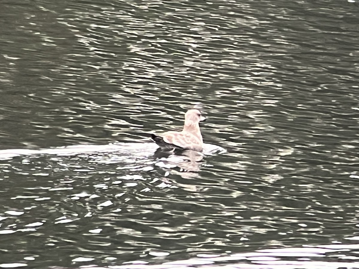 California Gull - ML645771394