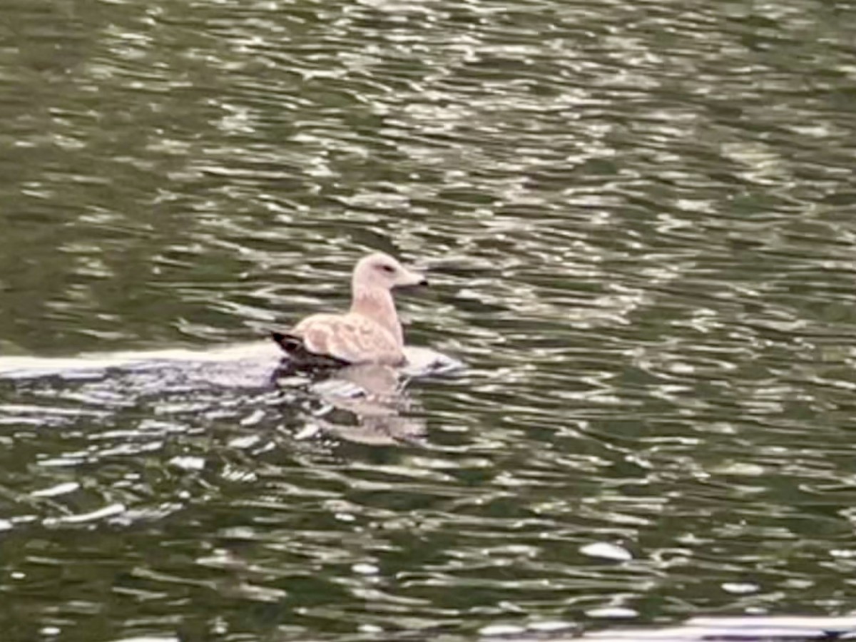 California Gull - ML645771395