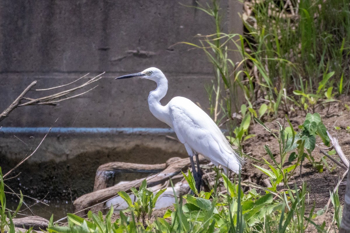 Little Egret - ML645771397