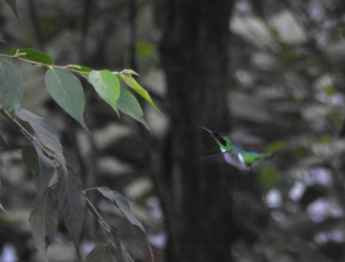 Purple-crowned Fairy - ML645771398