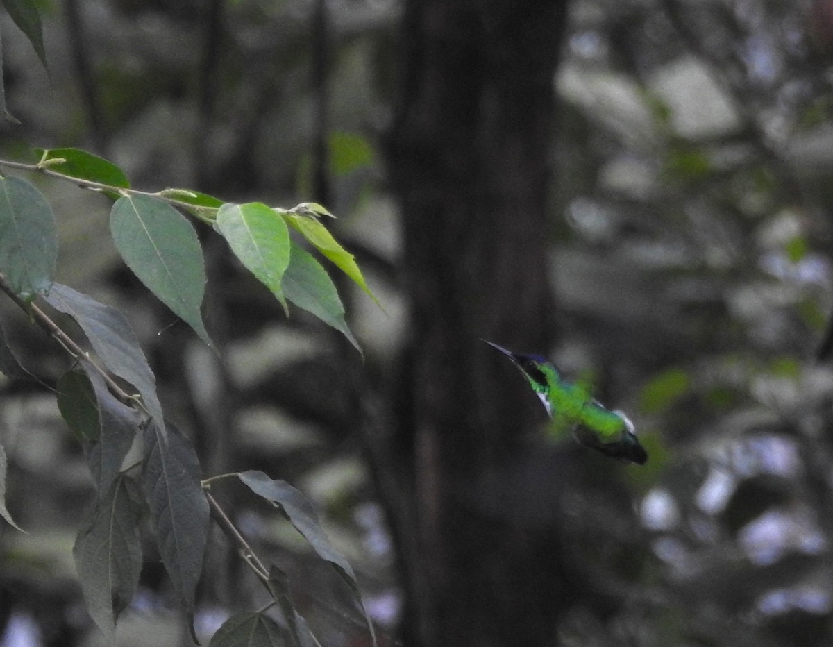 Purple-crowned Fairy - ML645771399