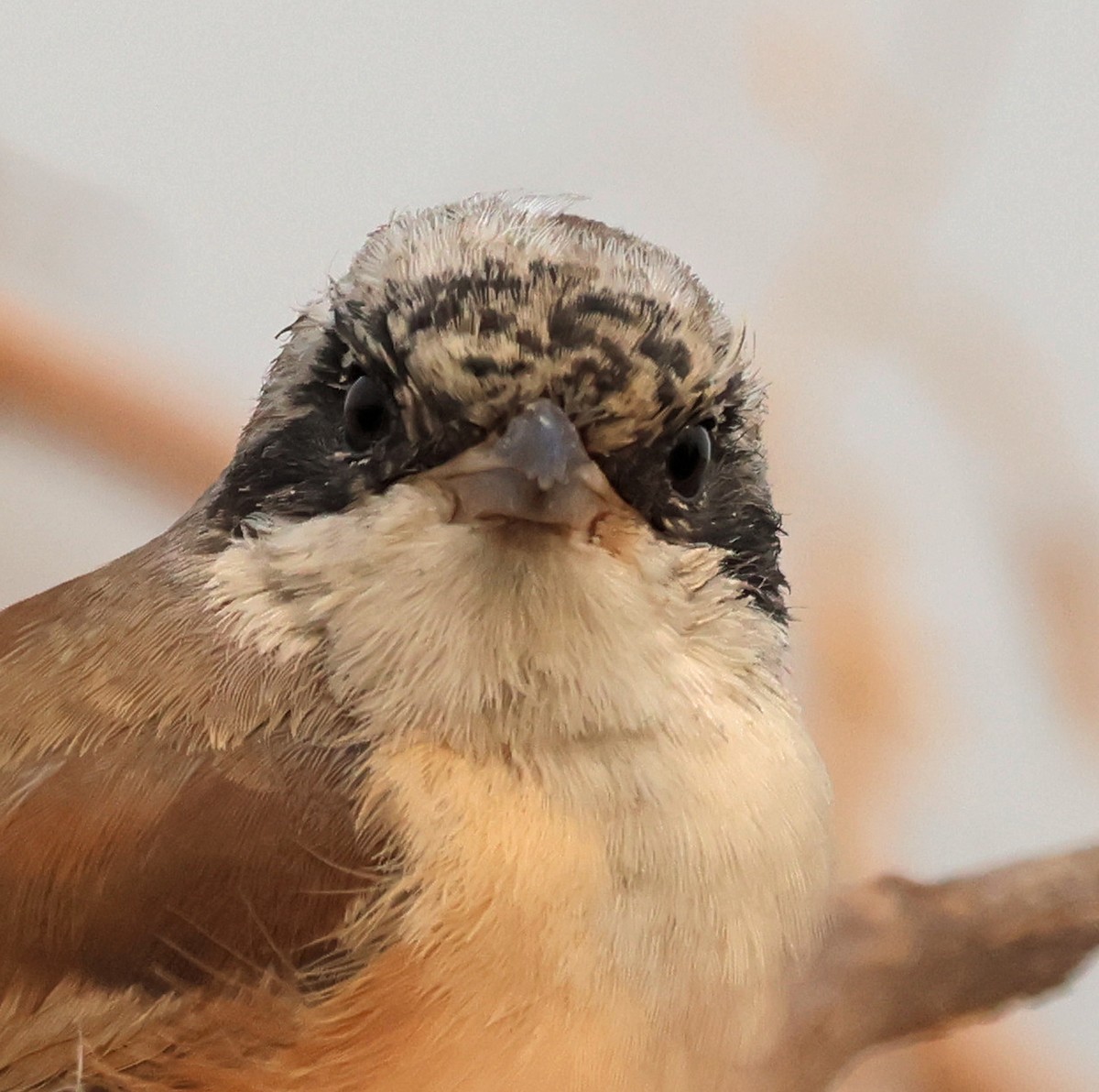 Bay-backed Shrike - ML645771406