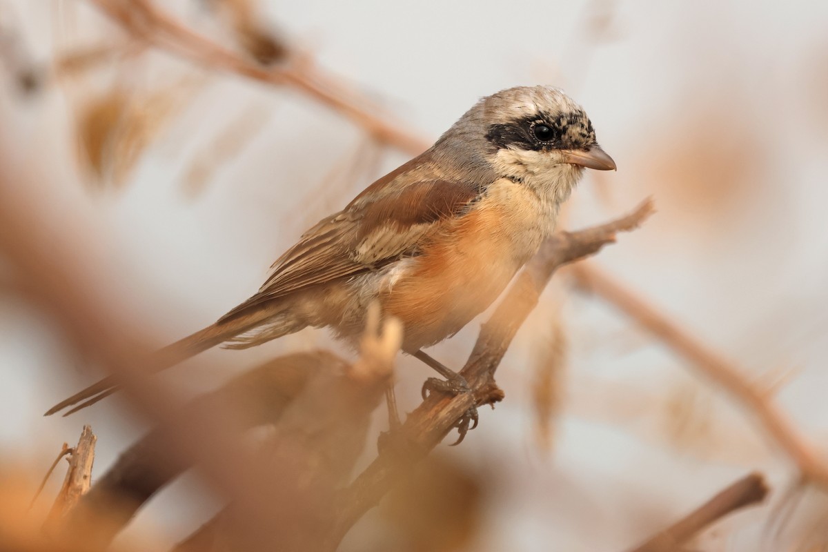 Bay-backed Shrike - ML645771407