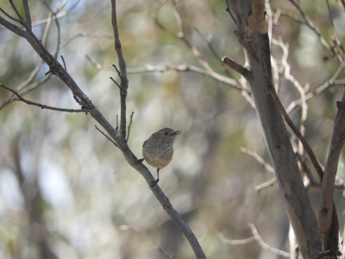 Brown Thornbill - ML645771409