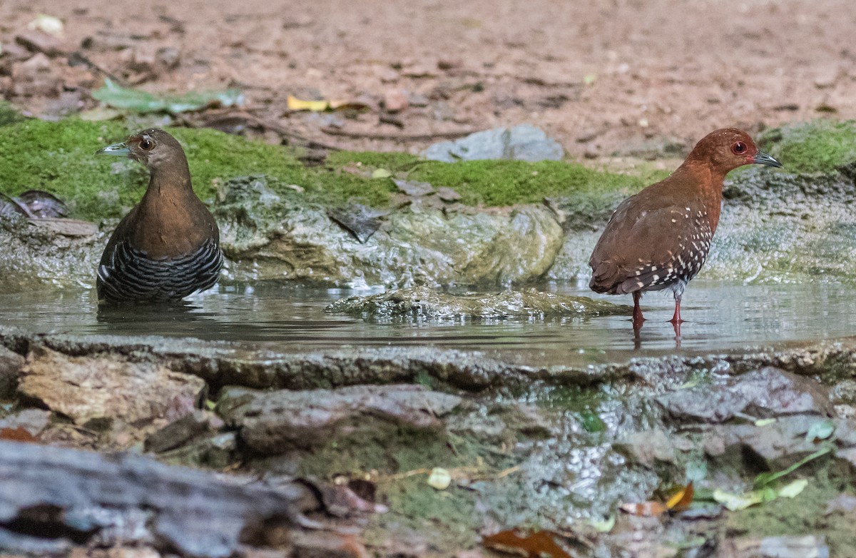 Red-legged Crake - ML645771410