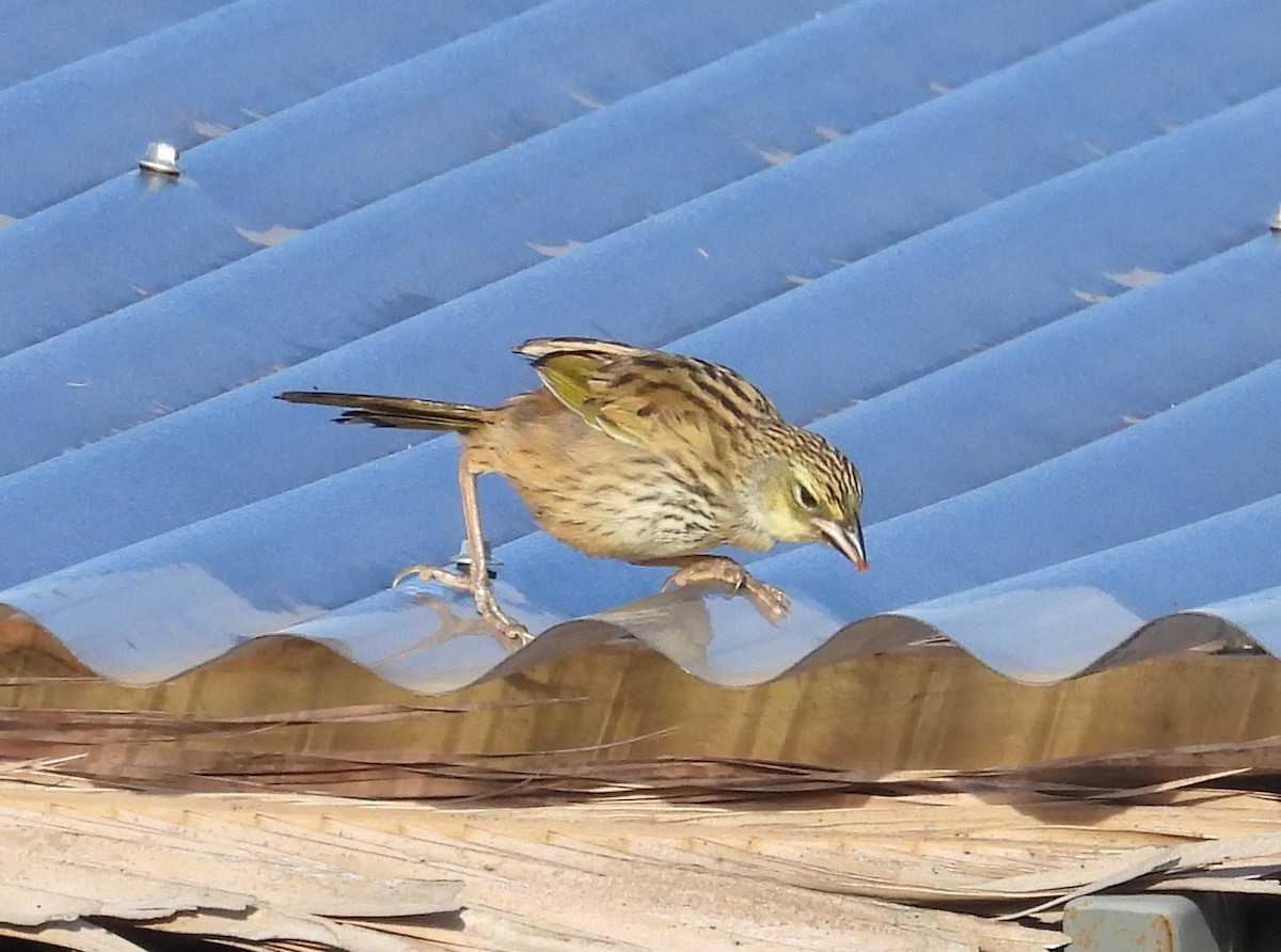 Great Pampa-Finch - ML645771412