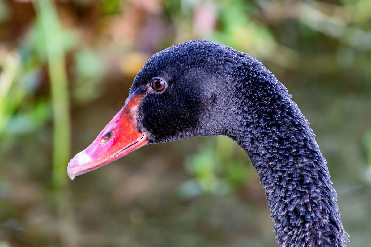 Black Swan - ML645771416