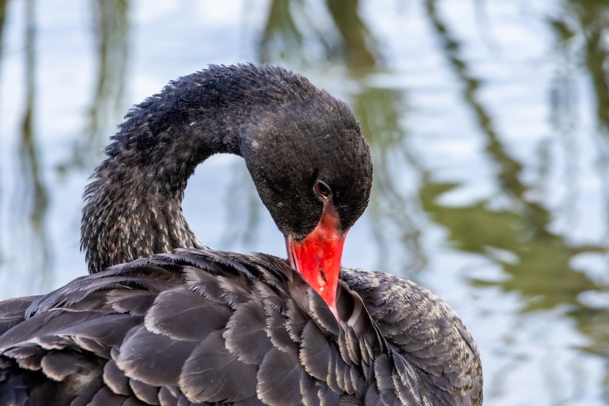 Black Swan - ML645771417