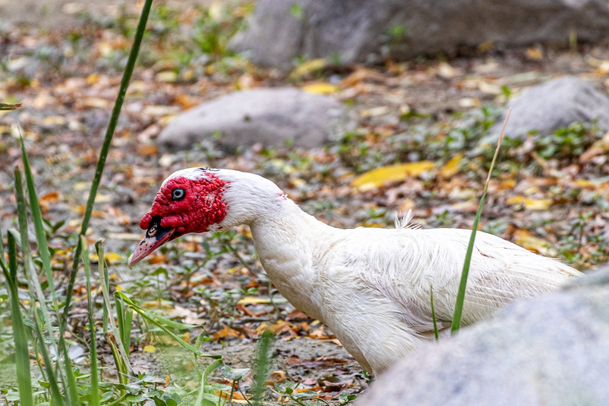 Muscovy Duck (Domestic type) - ML645771418