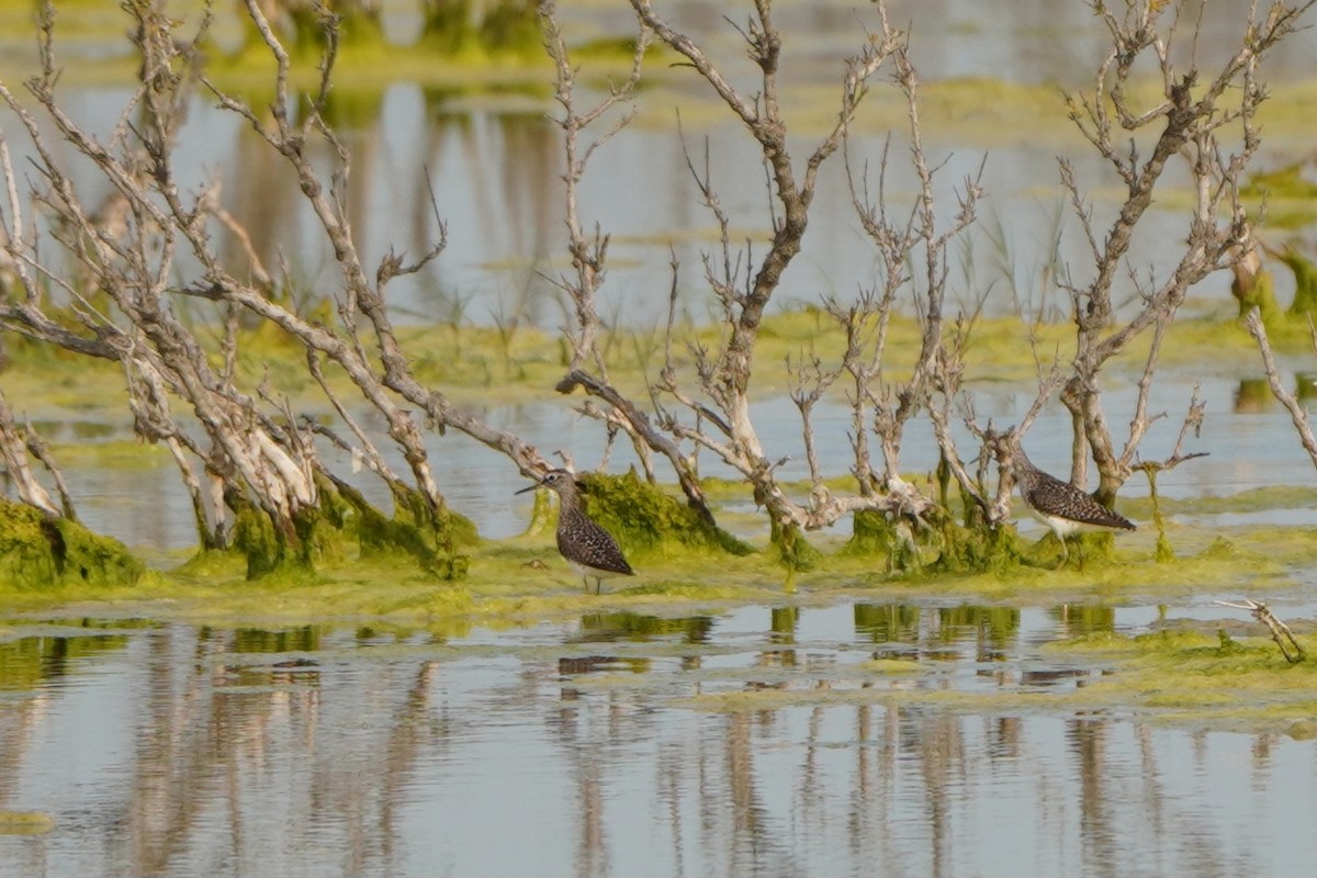 Wood Sandpiper - ML645771421