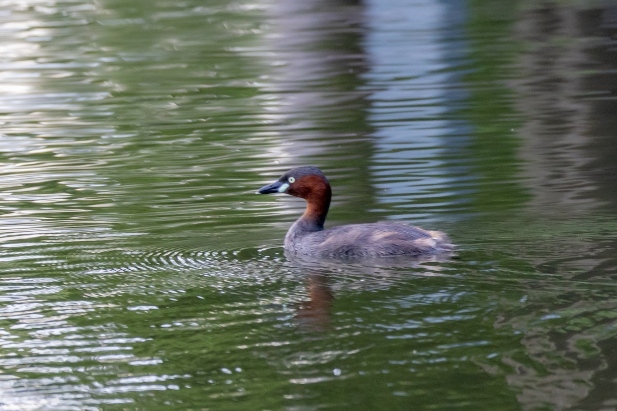 Little Grebe - ML645771422