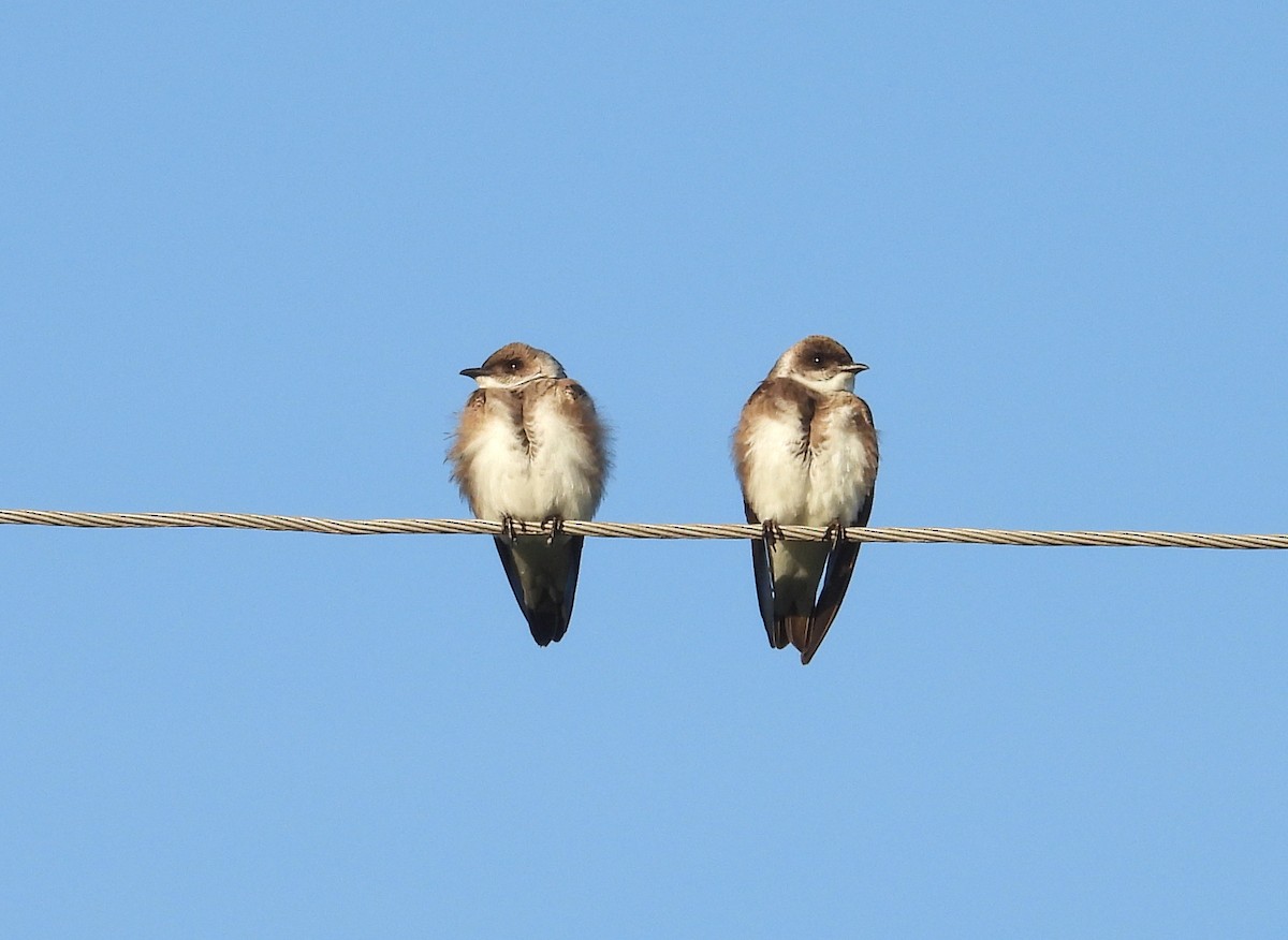 Brown-chested Martin - ML645771423