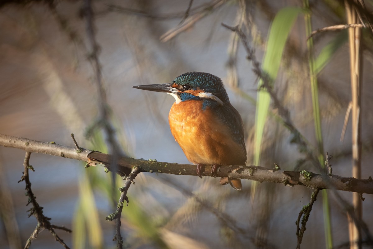 ledňáček říční - ML645771424