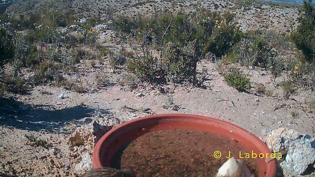 Tekla Toygarı - ML645771449