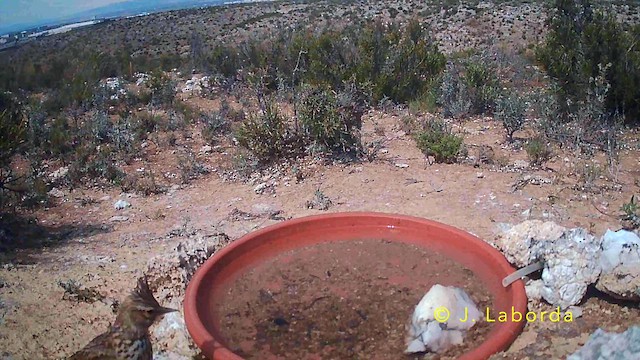 Tekla Toygarı - ML645771450