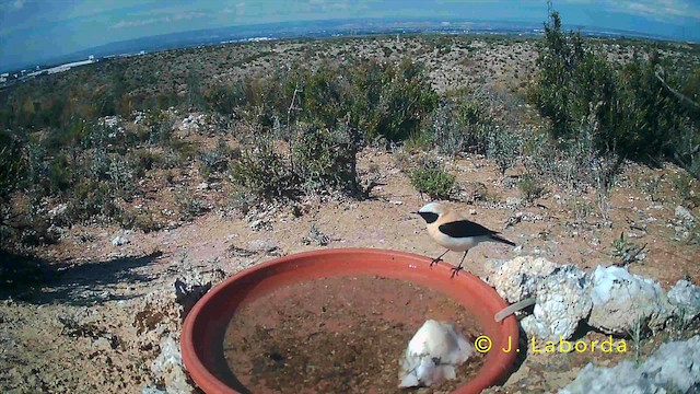 Batılı Kara Kulaklı Kuyrukkakan - ML645771469