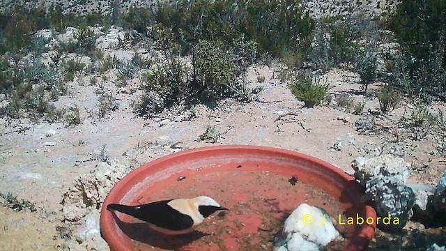 Batılı Kara Kulaklı Kuyrukkakan - ML645771470