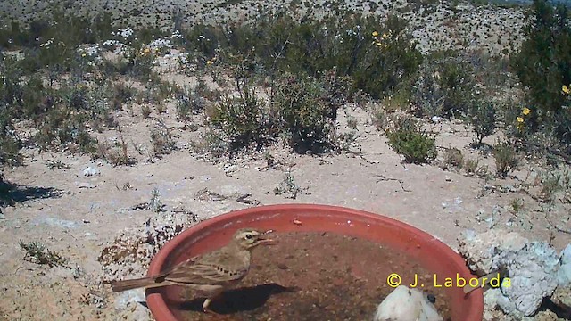 Kır İncirkuşu - ML645771474